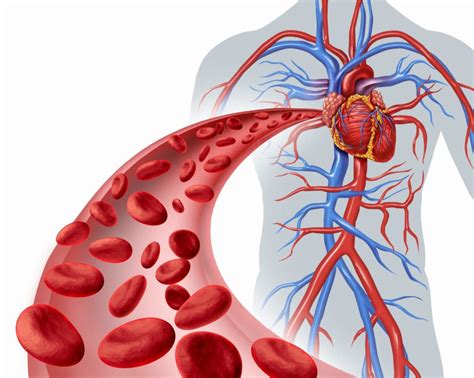 La Circulación Sanguínea Y El Corazón