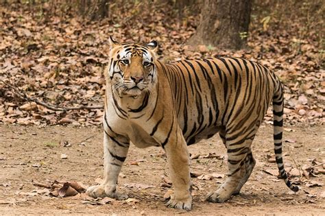 Fileroyal Bengal Tiger At Kanha National Park Wikimedia Commons