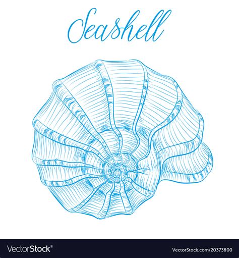 Nautilus Sea Shell Hand Drawn Blue Linear Vector Image