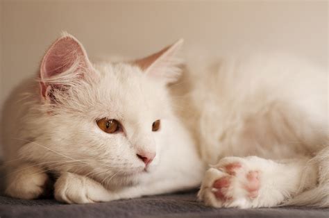 Turkish Angora Cat Breed Facts Health Personality And Health Issues