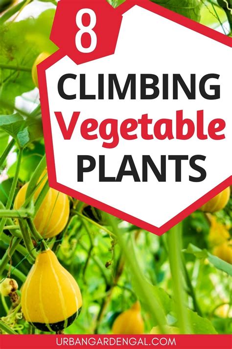 8 Best Climbing Vegetable Plants Planting Vegetables Plants For