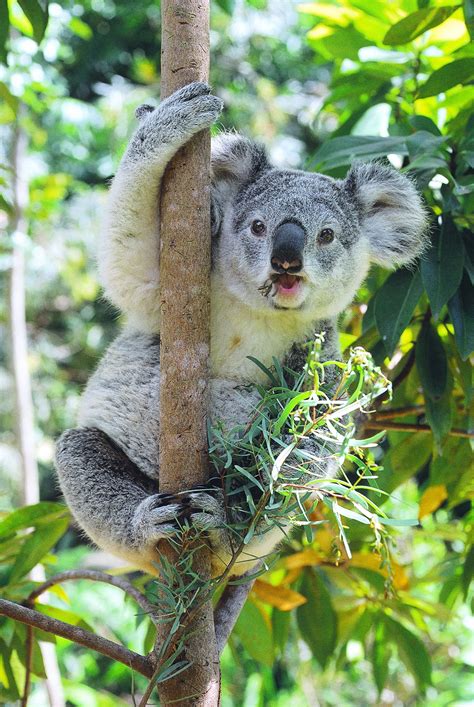Lone Pine Koala Sanctuary Brisbane Australia One Of The