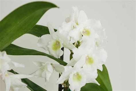 Dendrobium Orchid Care And Growing Guide