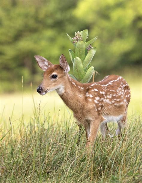 Young Whitetail Fawn Stock Image Image Of Outdoors Spots 31552921
