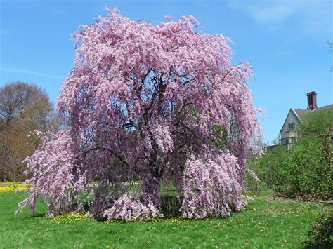 A Colored Weeping Willow How Cool Tree People Magnolia Trees Blue Tree