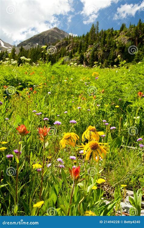 Colorado Wildflowers And Snow Capped Mountains Stock Photo Image Of