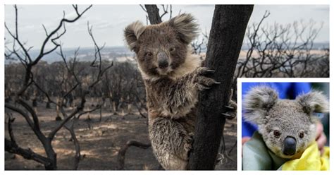Koalas Could Face Extinction After The Devastating Bushfire Small Joys