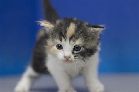 Our expert staff of highly trained professionals aid you in finding the perfect new kitten in new york city. Ragamuffin Cats For Sale | Rochester, NY #151677 | Petzlover