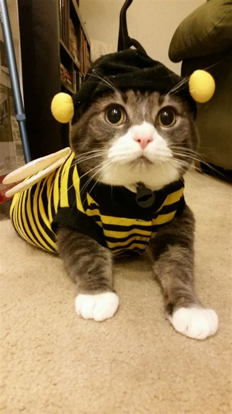 Cat In A Bee Costume Rfunny