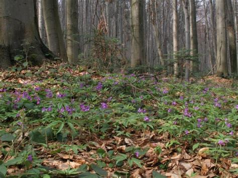 Rosliny Runa Lesnego Wlasciwosci Lecznicze - wszystko o lesie i ogrodzie: RUNO LEŚNE