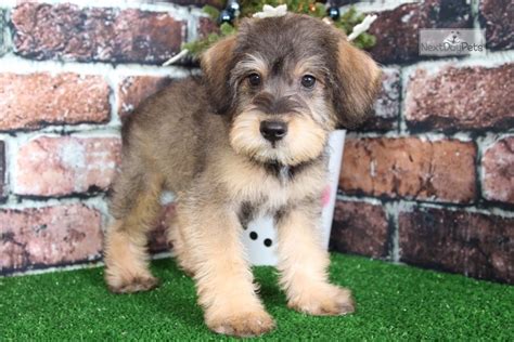 Gatspy Schnoodle Puppy For Sale Near Baltimore Maryland 97baa597 Ad81