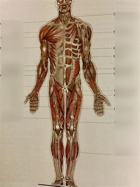 Muscles Anterior Diagram Quizlet