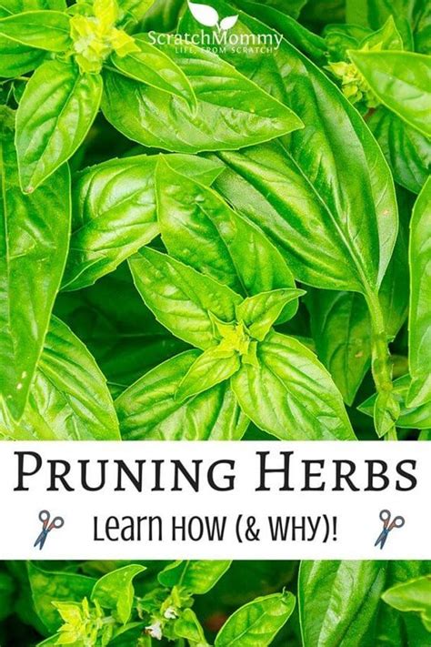 Learn How And Why To Prune Herbs Prune Herbs Organic Vegetable
