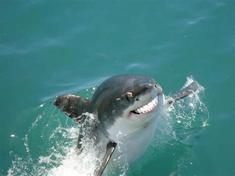 Sharks With Human Teeth Is The Greatest Thing Ever