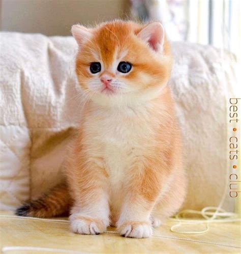 Pin By Catdad Digital Content And Eco On Munchkin Cat Kittens Cutest