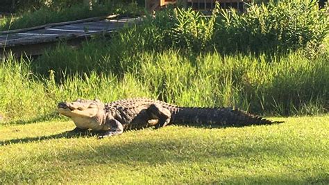 Georgia Alligator Born Around The Time Of World War Ii Has Died
