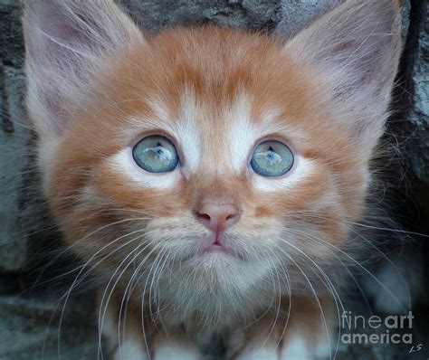 Ginger Kitten With Blue Eyes Photograph By Sergey Lukashin