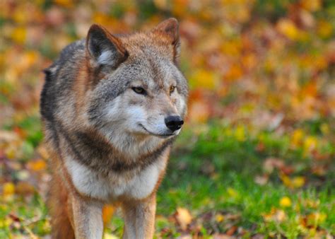 Download 49,267 wolf images and stock photos. Wolf photo close-up image - Free stock photo - Public ...