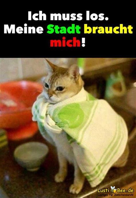 Here's the definition of meme, then look at meme examples both new and old. Lustiges Tierbild: Süße Katze fühlt sich wie Superman # ...
