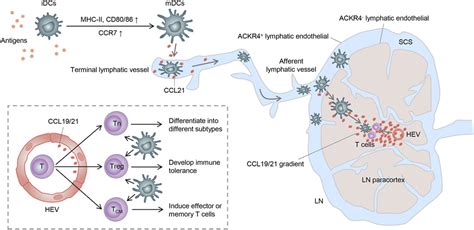 Frontiers New Insights Of Ccr Signaling In Dendritic Cell Migration