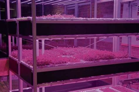 Robots Could Grow Your Next Salad Inside An Old Steel Mill On
