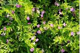 Shrub With Small Pink Flowers Pictures