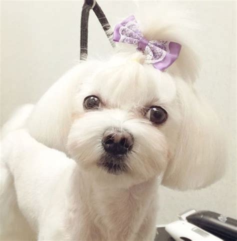 30 Best Maltese Haircuts For Dog Lovers Page 4 The Paws Maltese