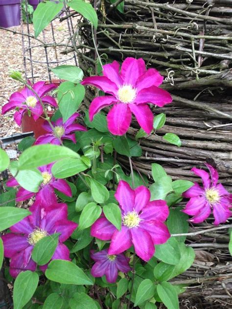 View product clematis 'kakio' pink champagne. Pink Champagne/Kakio | Clematis flower, Clematis, Clematis ...