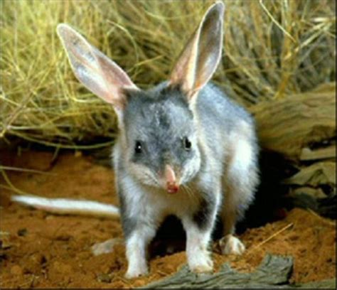 Hes A Bilby A Small Rabbit Like Marsupial With A Pink Waffling Nose
