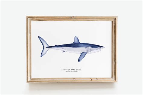 Shortfin Mako Shark Watercolor Fine Art Print Shark Poster Etsy