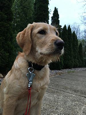 We just got in a new shipment of large dog beds! Raleigh, NC - Labradoodle. Meet Haley a young Dog for ...