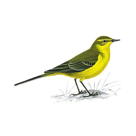 Yellow Wagtail Bird Facts Motacilla Flava