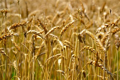 Free Images Field Barley Prairie Crop Agriculture Cereal