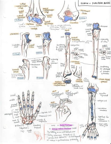 Pin By 👑shayma👑 On Bones Medicine Student Medicine Notes Medical