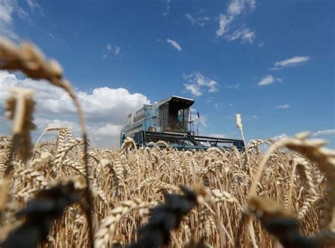 Volvieron Los Ataques Entre Rusia Y Ucrania Y El Precio Del Trigo Subió Campo Profesional Fm