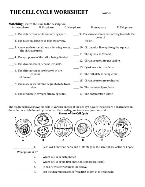 Cell Cycle Mitosis Worksheet Answer Key