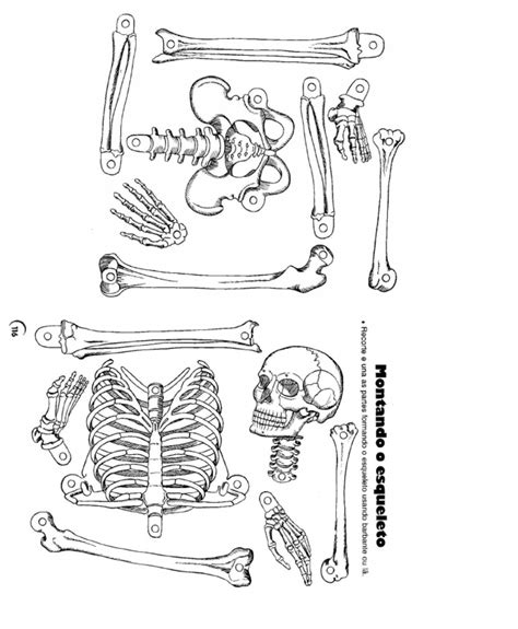 Esqueleto Humano Para Armardocx