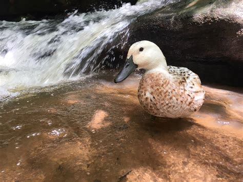 Перевод слова duck, американское и британское произношение, транскрипция, словосочетания, однокоренные слова, примеры использования. 7 Amazing Duck Facts That Will Blow Your Human Mind ...