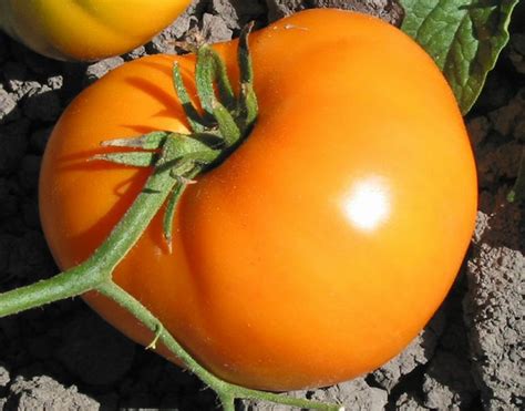 Persimmon Tomato Seeds 326 · Turtle Tree Seed Initiative