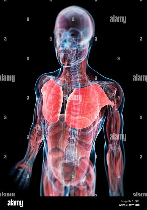 Chest Muscles Artwork Stock Photo Alamy