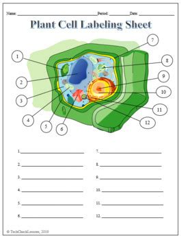 Maybe you would like to learn more about one of these? Plant Cell Labeling & Functions Science Worksheet by ...