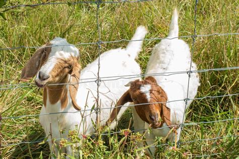 Goats Eating Ice Cream Cones Stock Photo Image Of Hairy Nature 748384