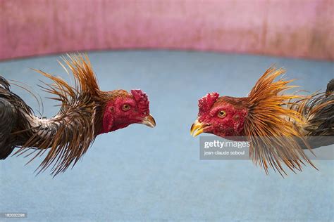 Cock Fighting In Thailand Photo Getty Images