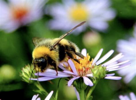 Easy Plants That Attract Bees And Butterflies To The Garden Gardenary