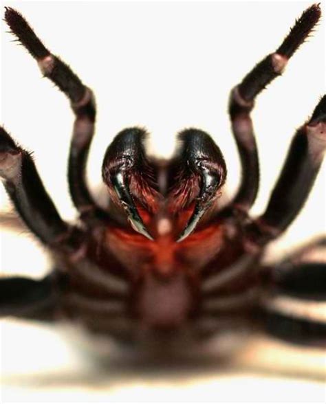 The Funnel Web Spider