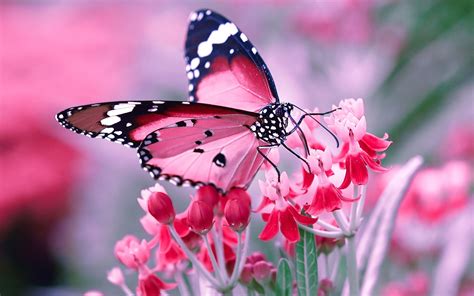 Fondos De Pantalla Pc Mariposas Butterflies Live Wallpaper For Pc 6e3