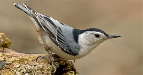White Breasted Nuthatch Sounds All About Birds Cornell Lab Of Ornithology