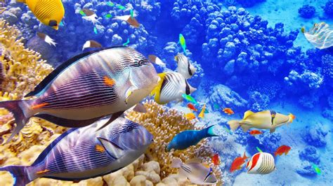 Peaceful Coral Reef Fish And The Most Relaxing Aquarium