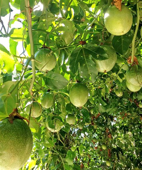 Passion Fruit Vines Tips For Growing Passionfruit New Idea Magazine