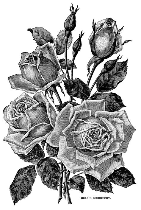 Vintage Roses Garden Catalogue Page And Clip Art ~ Free Graphics